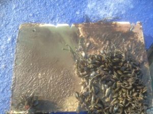 Aquarius Marine Coatings Coppercoat cost effective multi season environmentally responsible marine antifoul bottom paint - CC-vs1